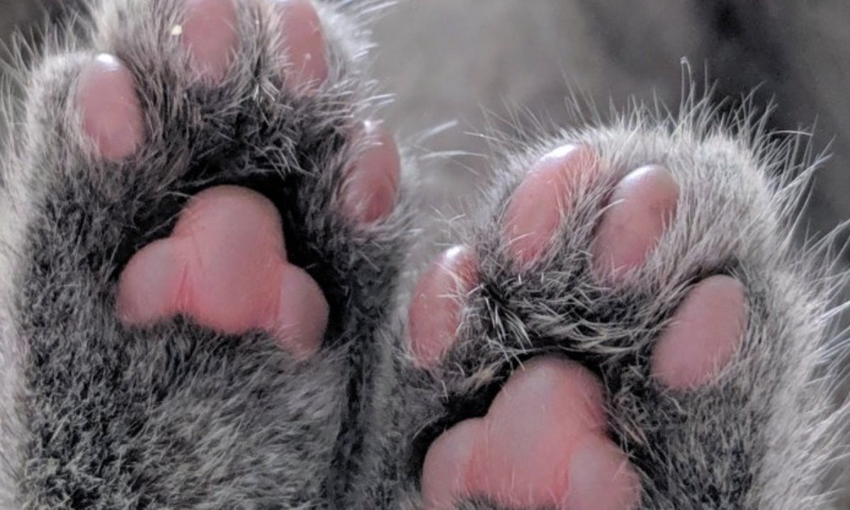 Секрет в лапках — что подушечки могут рассказать о характере кота