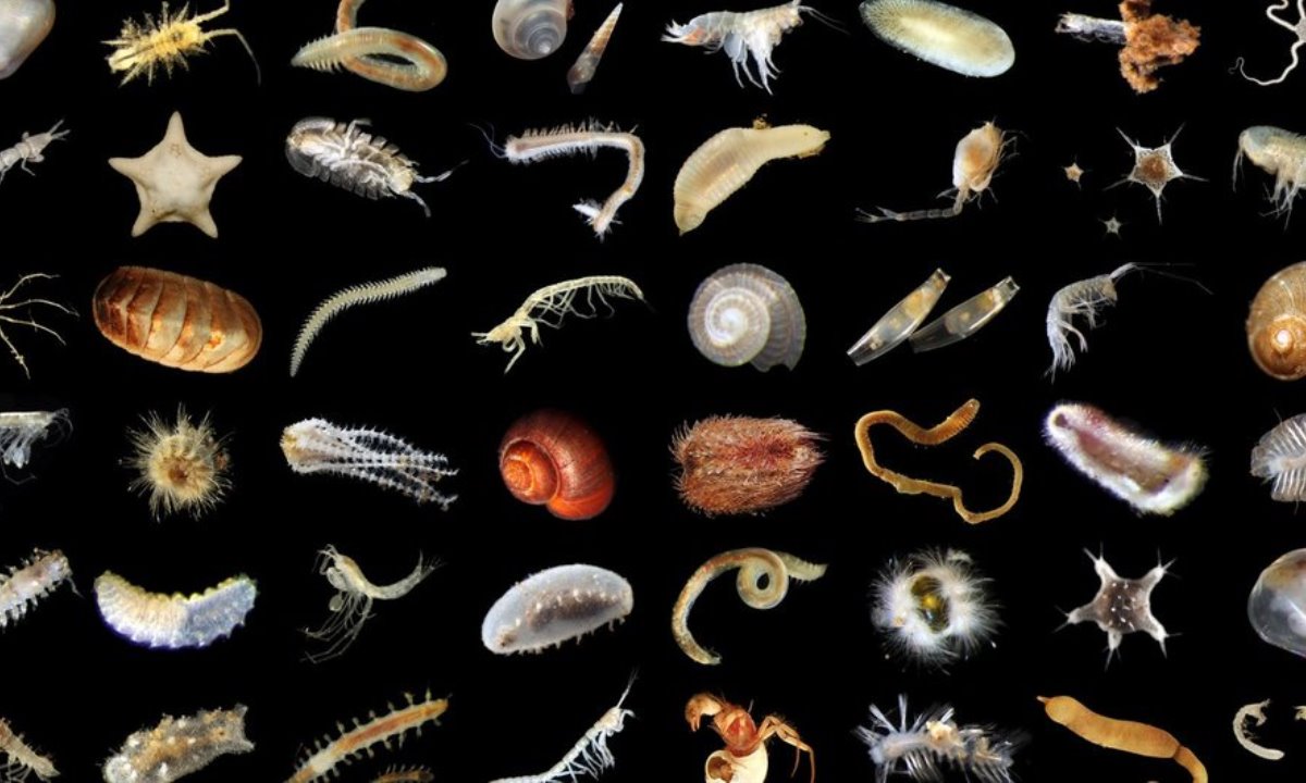 Глубины удивили — в Тихом океане обнаружили десятки новых существ