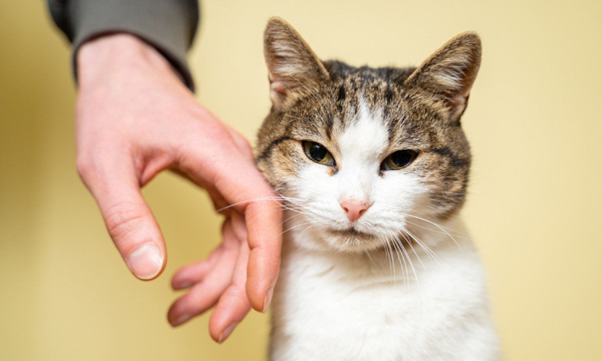 О чем говорят проплешины у кошки на задних лапах