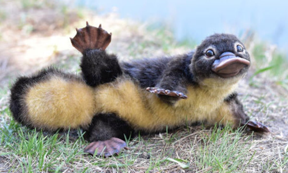 Самое загадочное животное планеты удивило ученых новым открытием