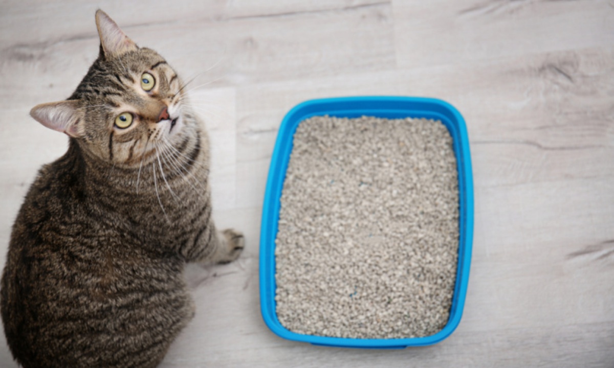 Почему кошки могут ходить мимо лотка