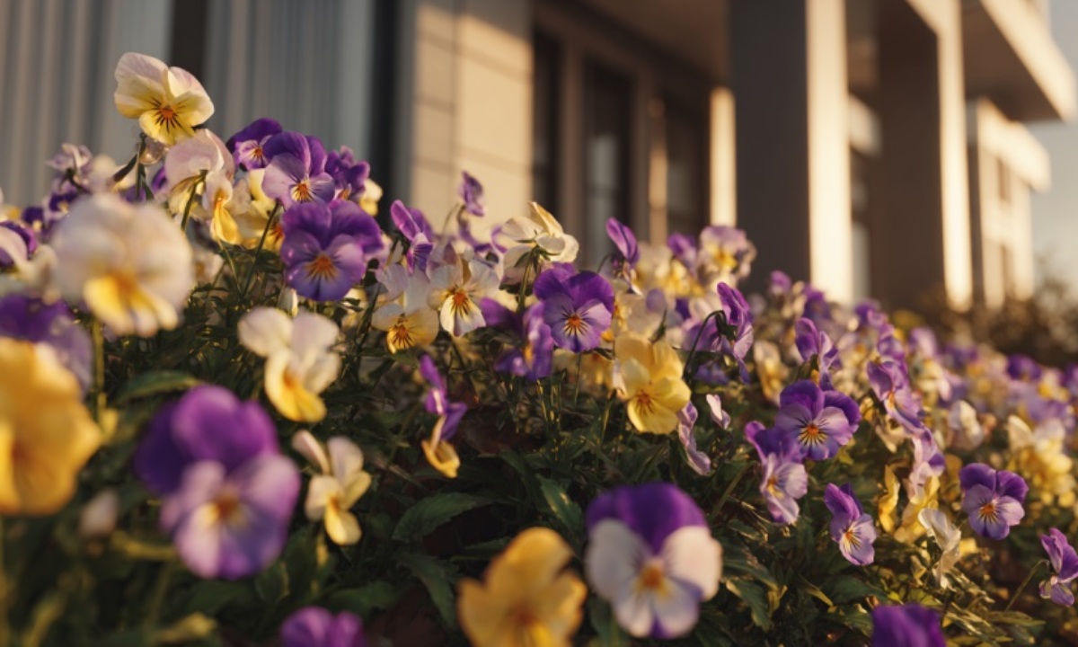 Что нужно посеять заранее для богатого цветника