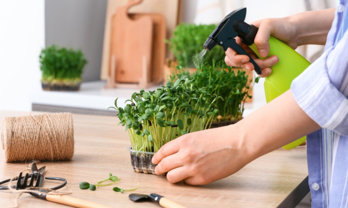 Как понять, чего не хватает рассаде