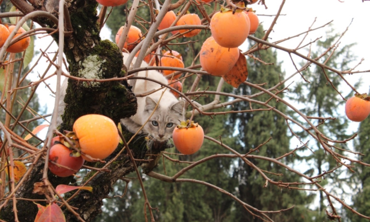Можно ли давать кошкам хурму