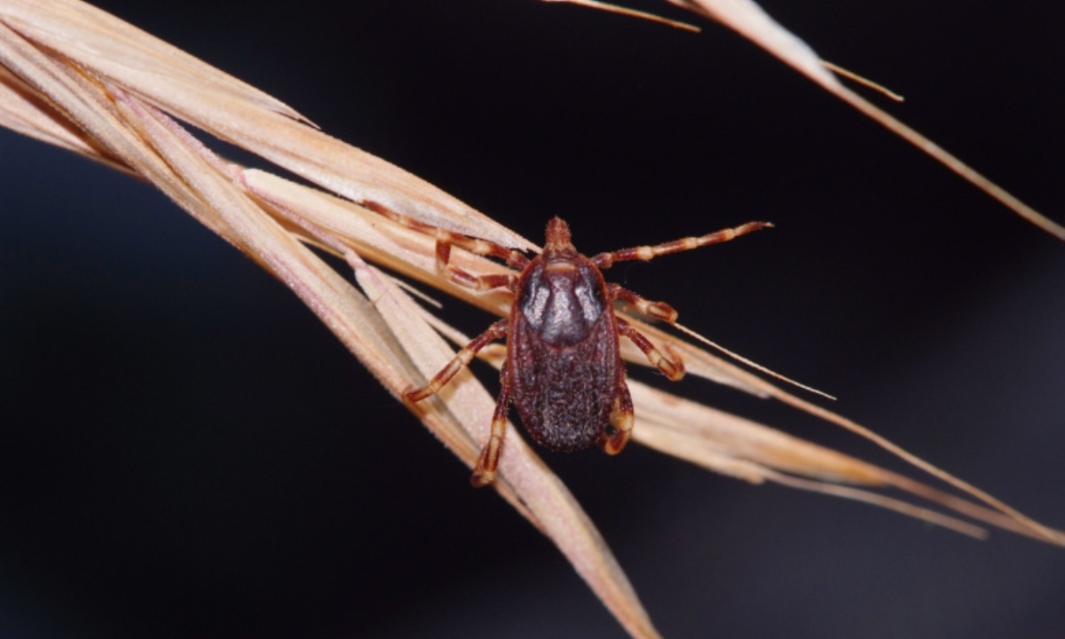 Опровергнуты мифы об укусах клещей