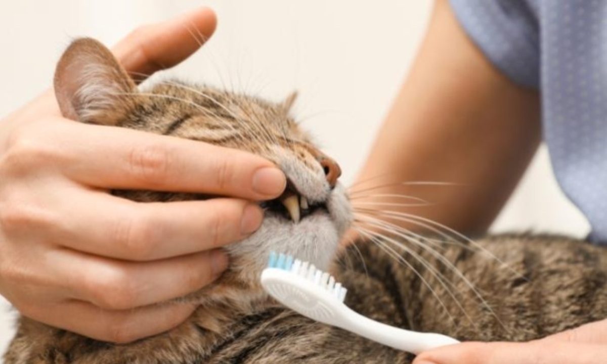 Как вовремя распознать зубную боль у кошек