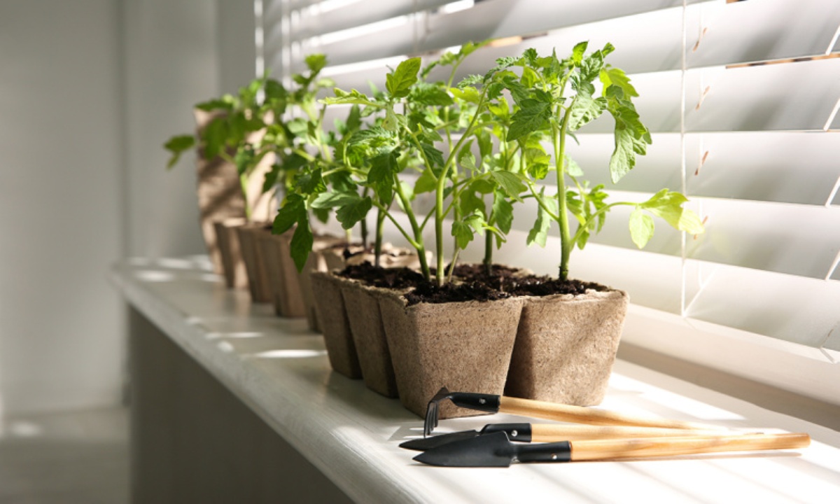 Что важно сделать с рассадой прямо сейчас