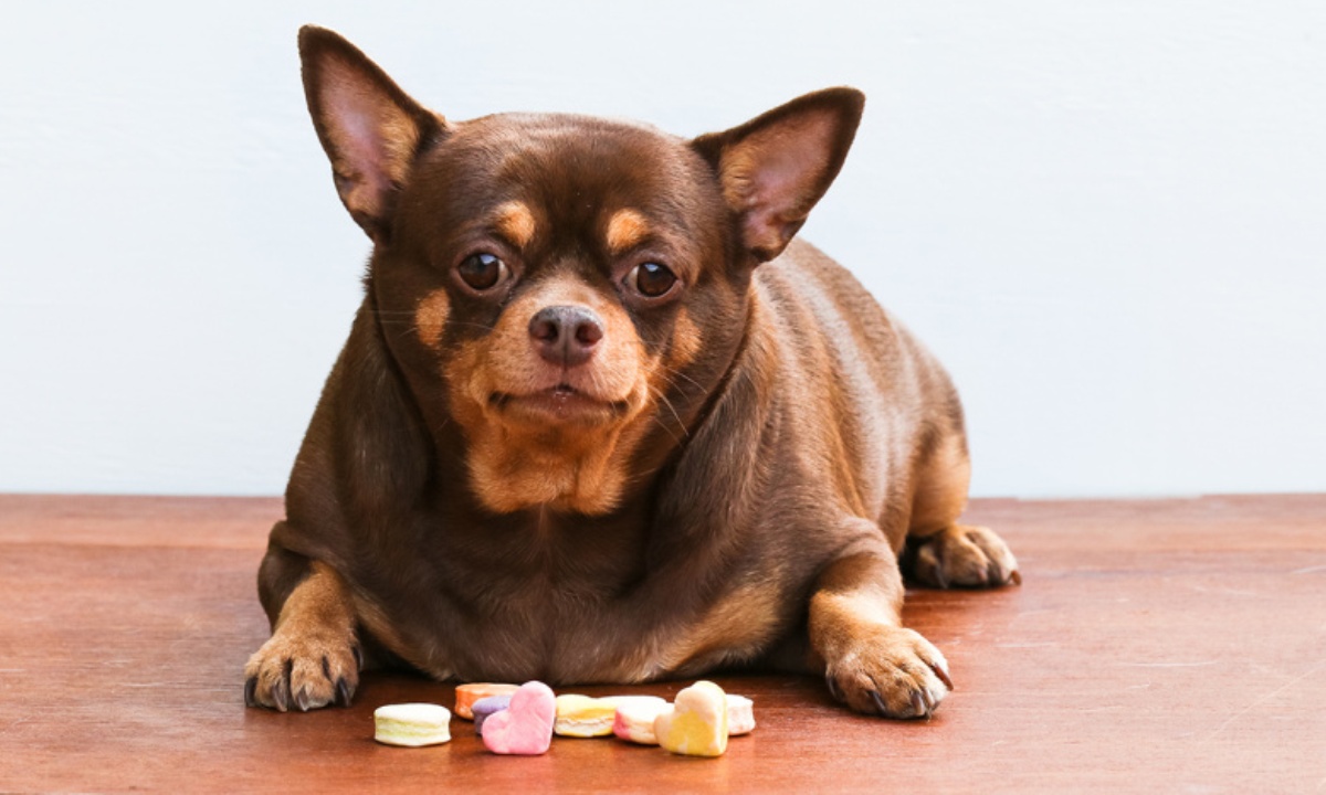 Как помочь питомцу сбросить вес без лишнего стресса