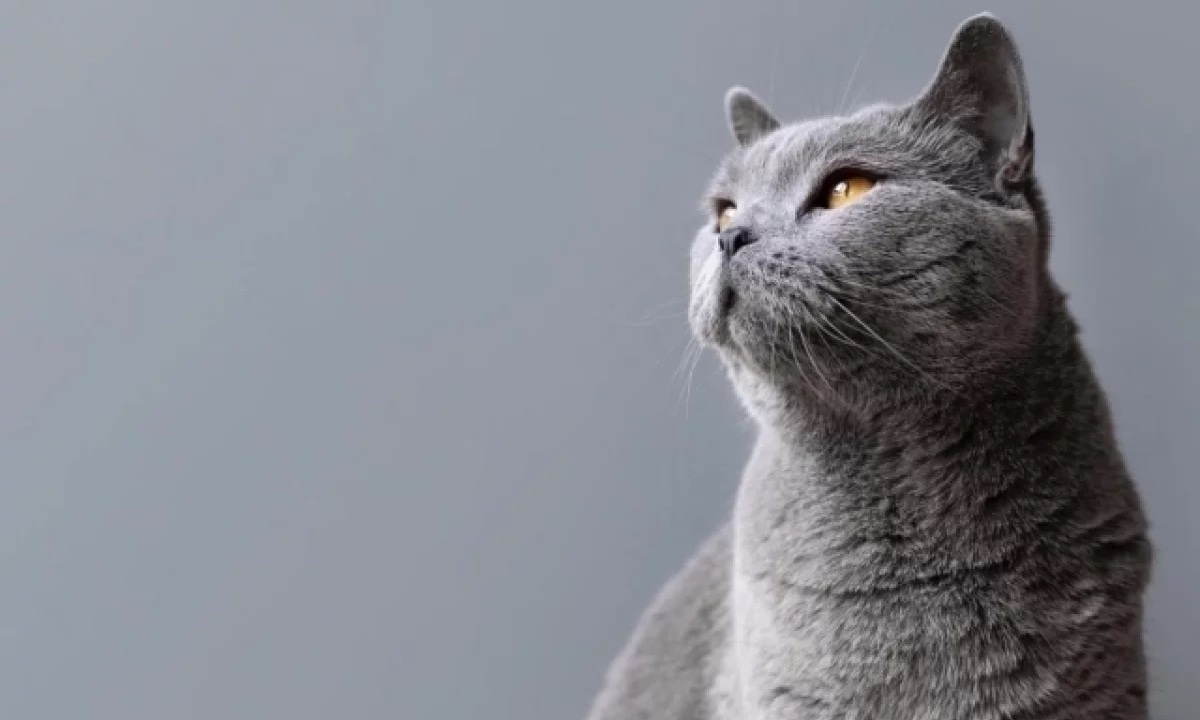 Можно ли выгуливать домашнюю кошку