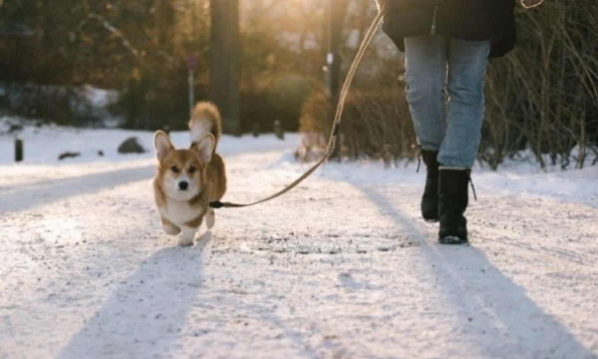 Помогают ли тренировки с собакой похудеть