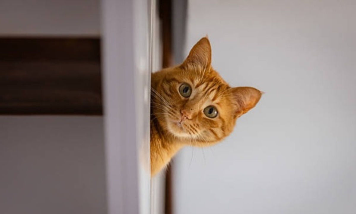 Чем безопасно можно угостить кошку