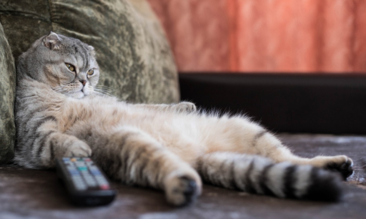 Что поможет домашнему коту сбросить лишний вес