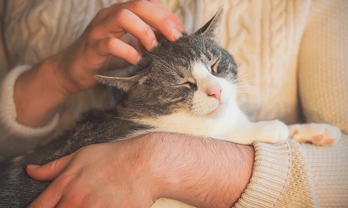 Как понять, что кошка вас любит — семь сигналов, которые многие игнорируют