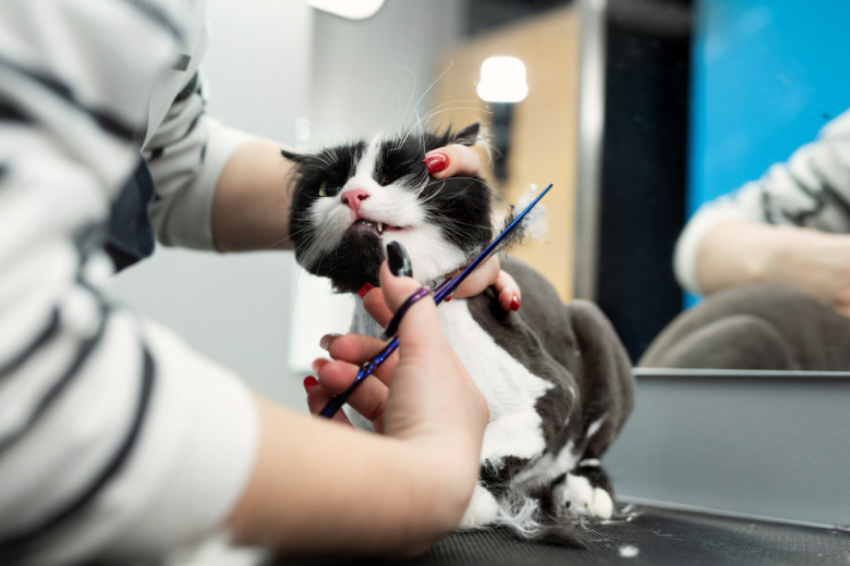 Как подготовить кошку к приходу грумера