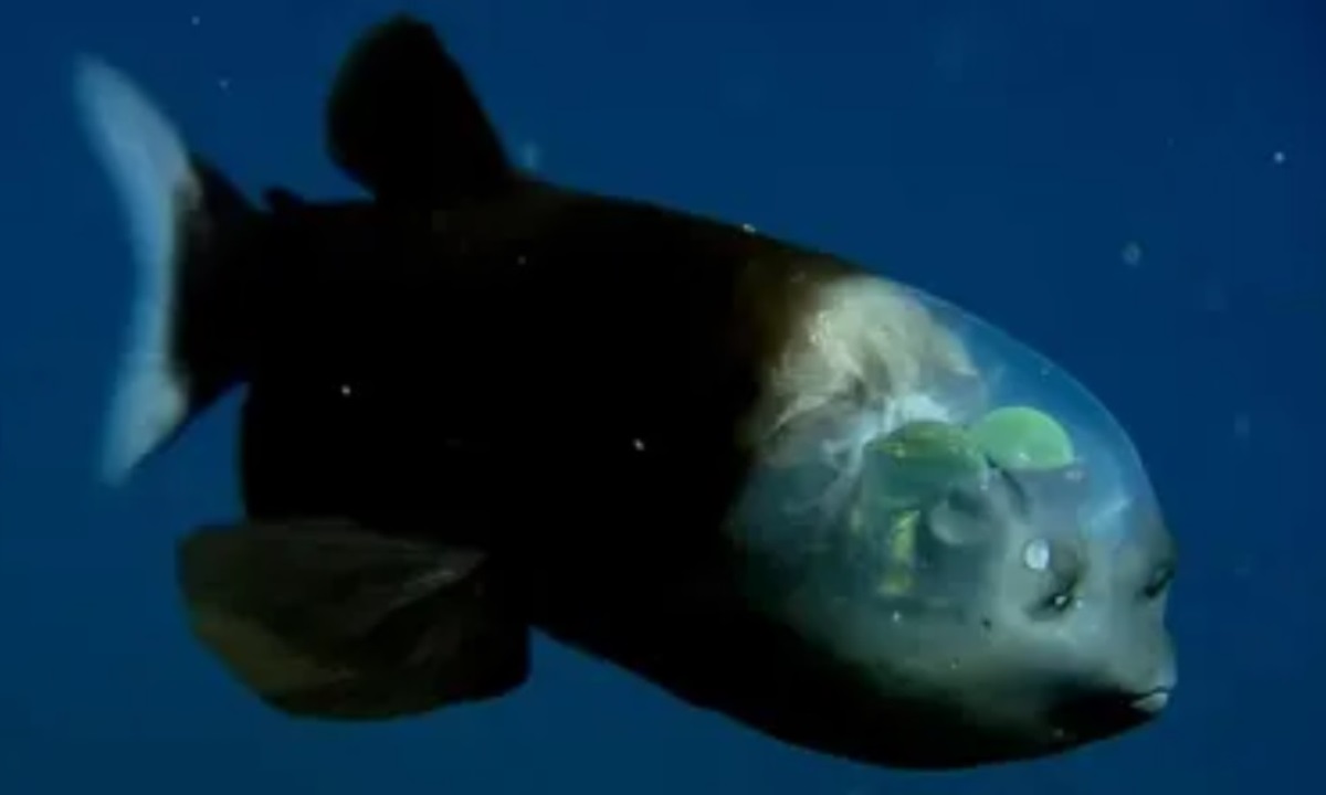Рыба с прозрачной головой — в океане обнаружили одно из самых странных существ