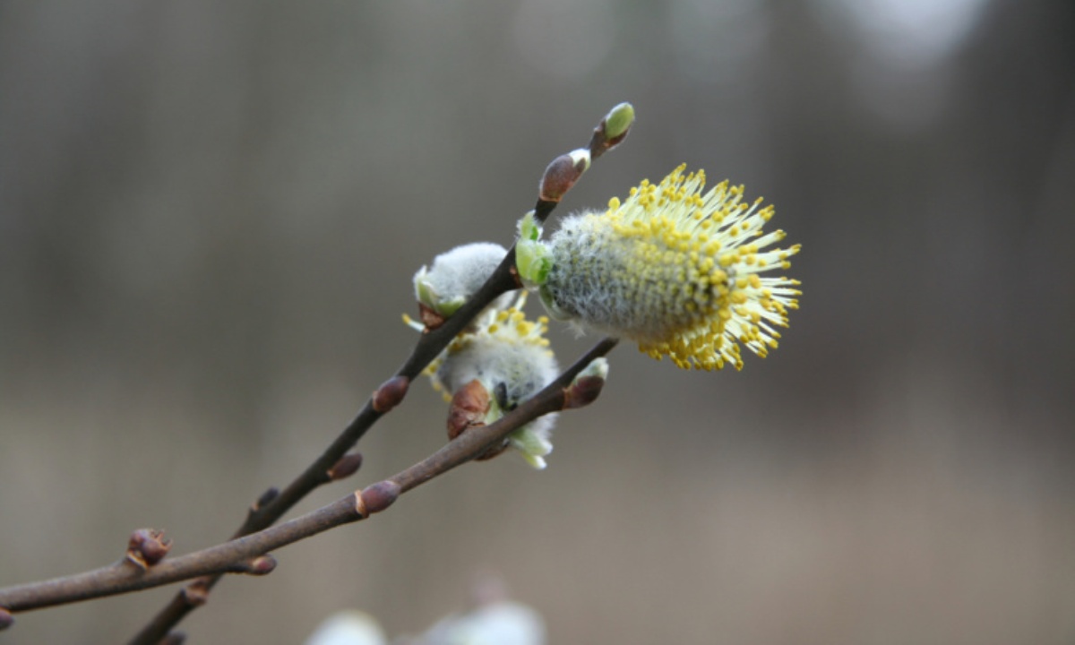 Врач предупредила об опасности принесенных в дом веток вербы