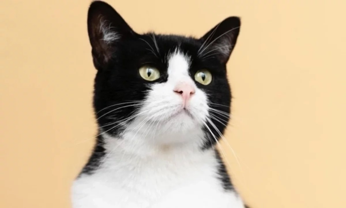 Какие заболевания могут переносить кошки