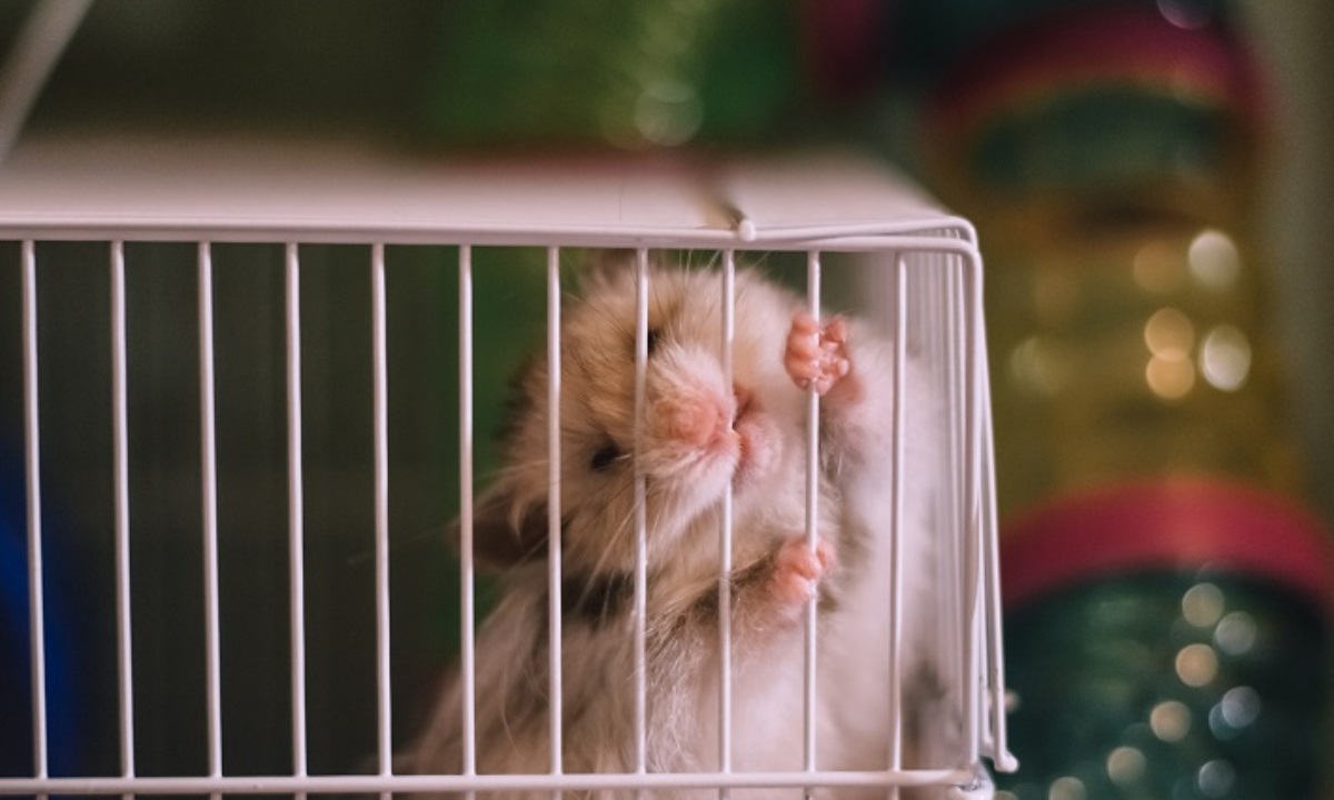 Почему хомяк начинает грызть клетку — неожиданная причина, о которой мало кто знает