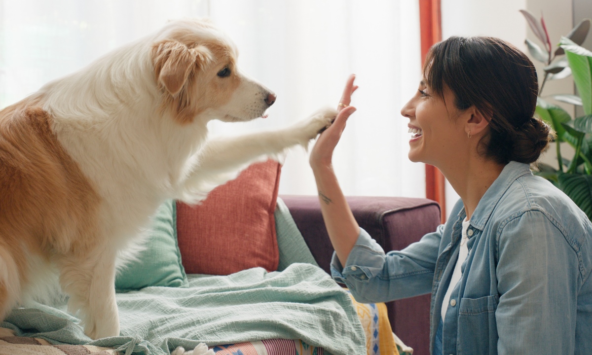 Милый жест с смыслом — почему собака встречает вас с игрушкой