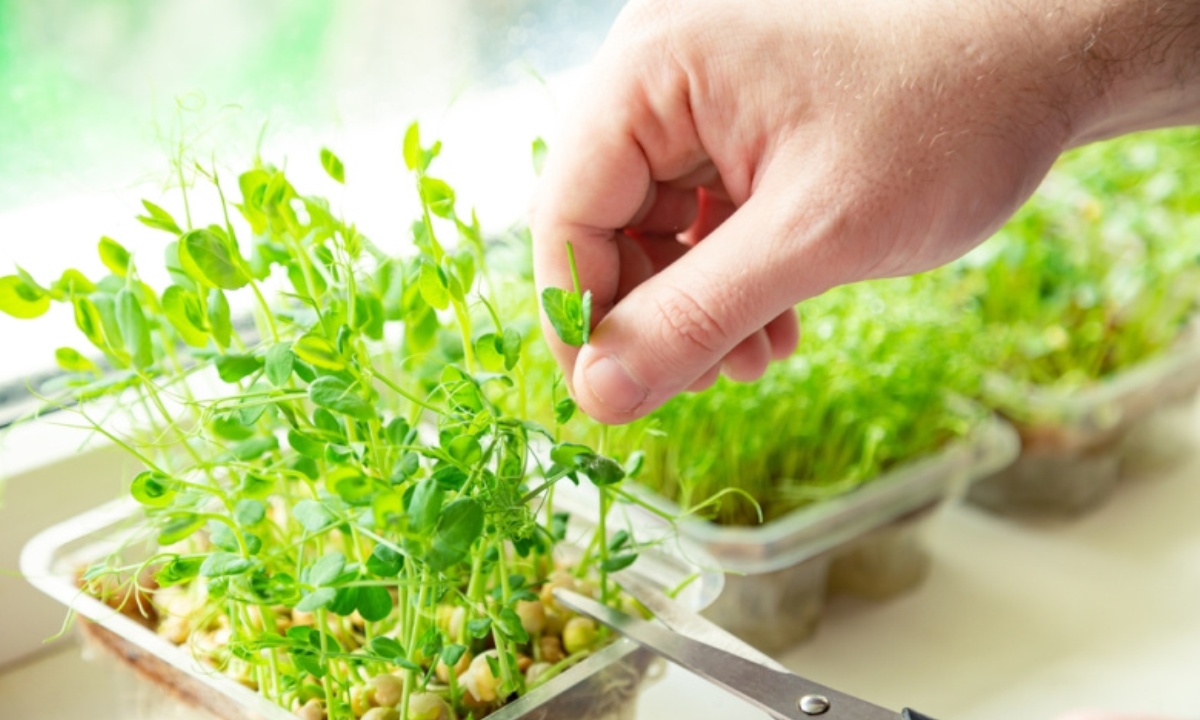 В какие блюда лучше всего добавлять зелень