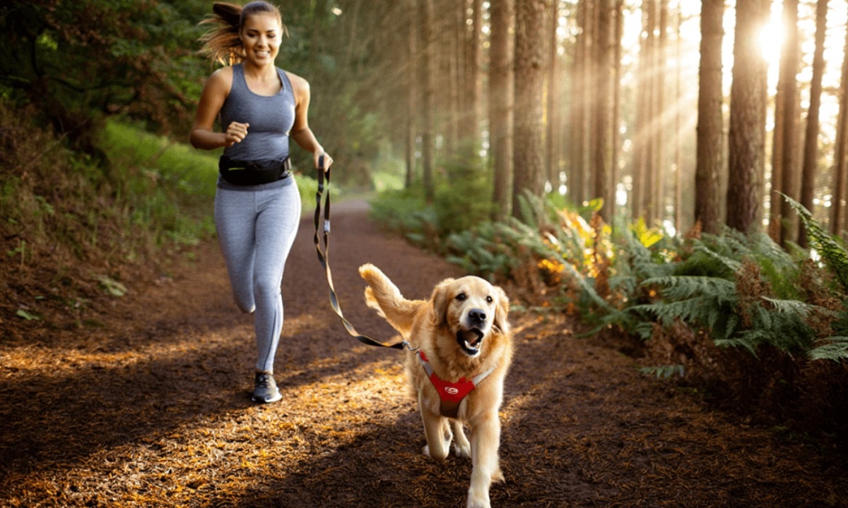 Можно ли похудеть, гуляя с собакой — неожиданный эффект привычной активности