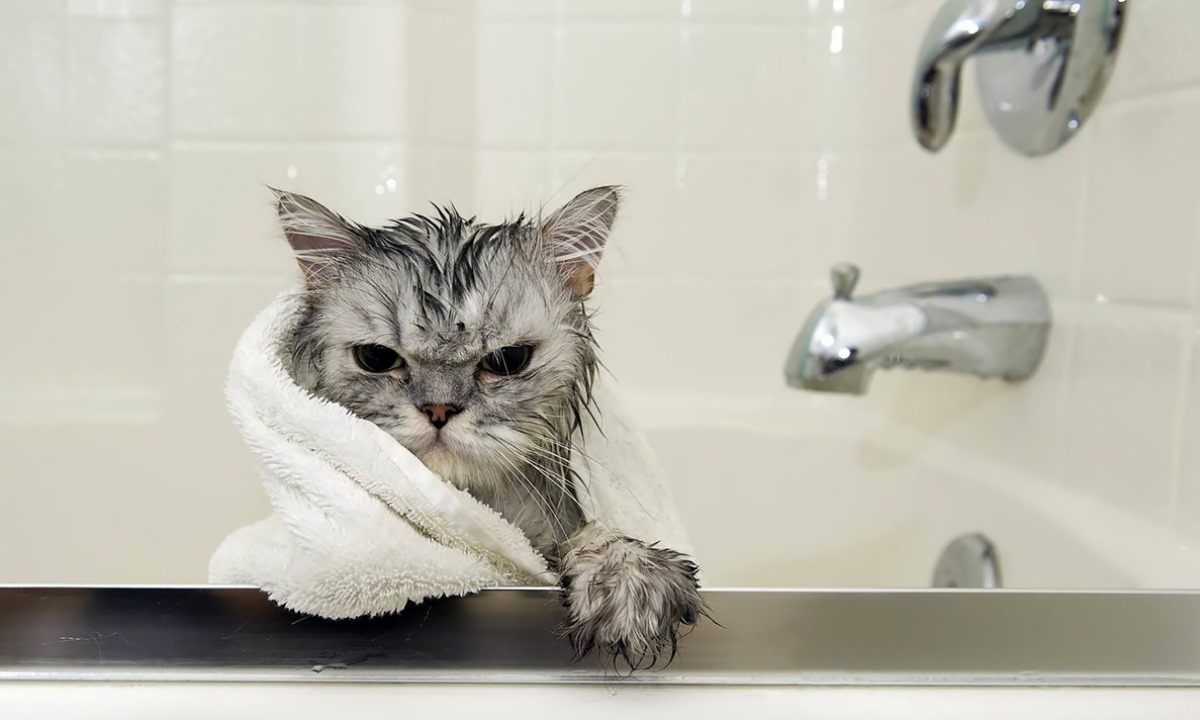 Как часто нужно мыть кошку — ветеринар развеял популярный миф