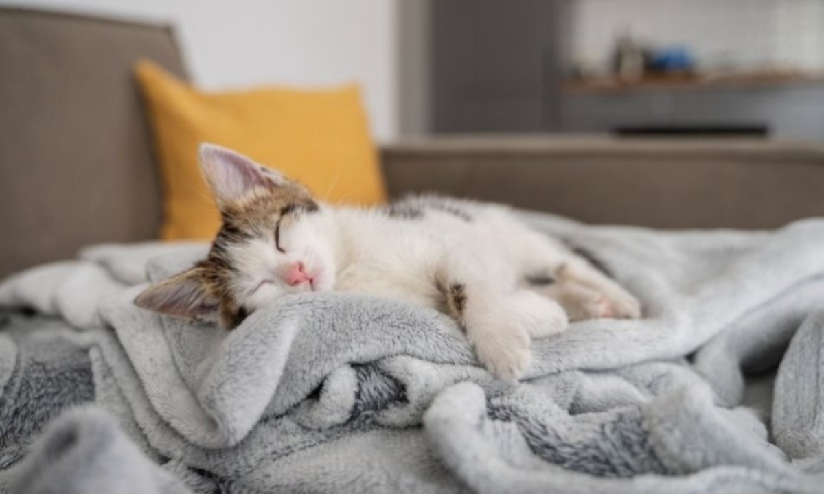 Как уберечь кошку от опасных клещей