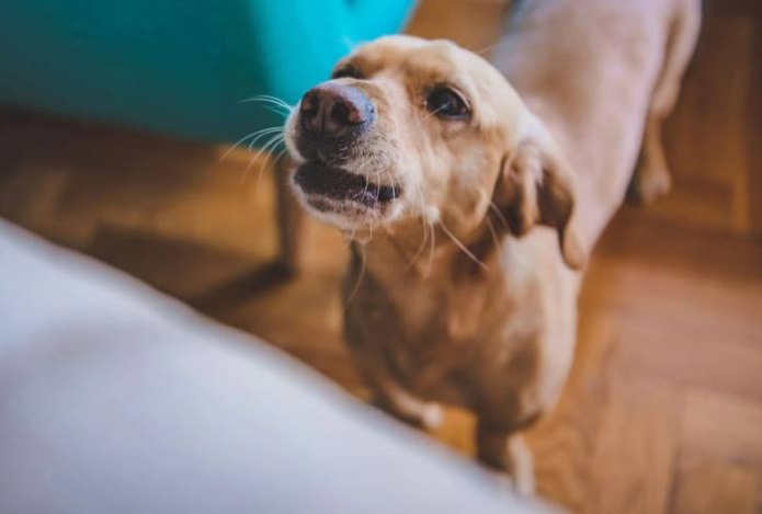 Как понять мимику собаки