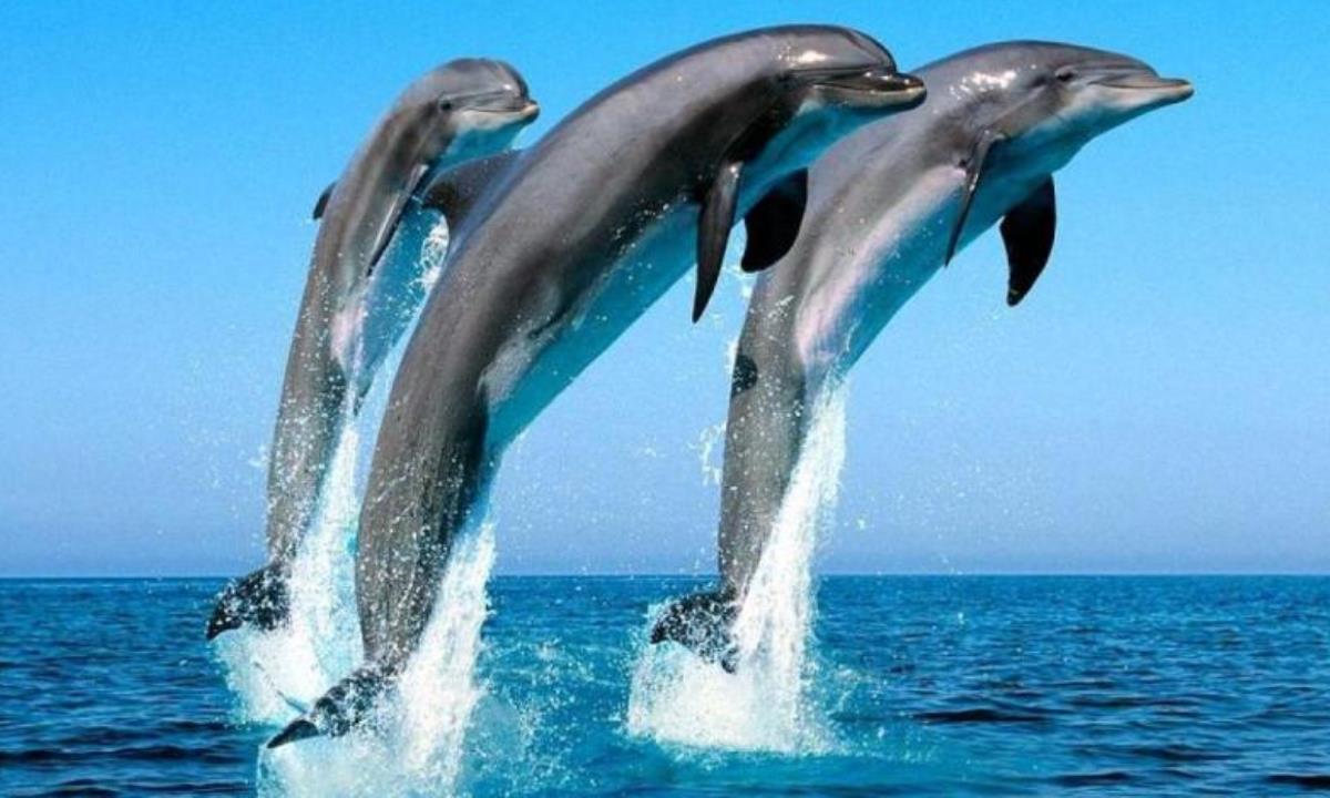 Животное, которое никогда полностью не спит — ученые раскрыли необычный механизм