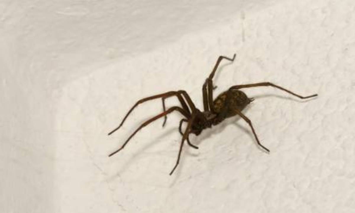 Почему нельзя выпускать домашних пауков на улицу — важное объяснение