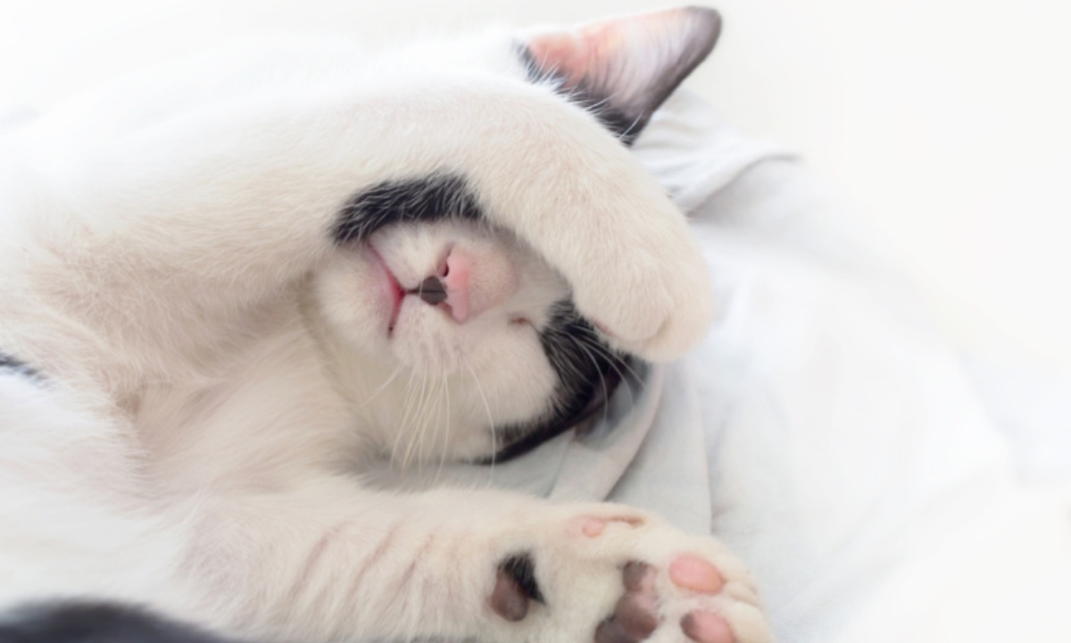 Как выбрать лежанку для кота