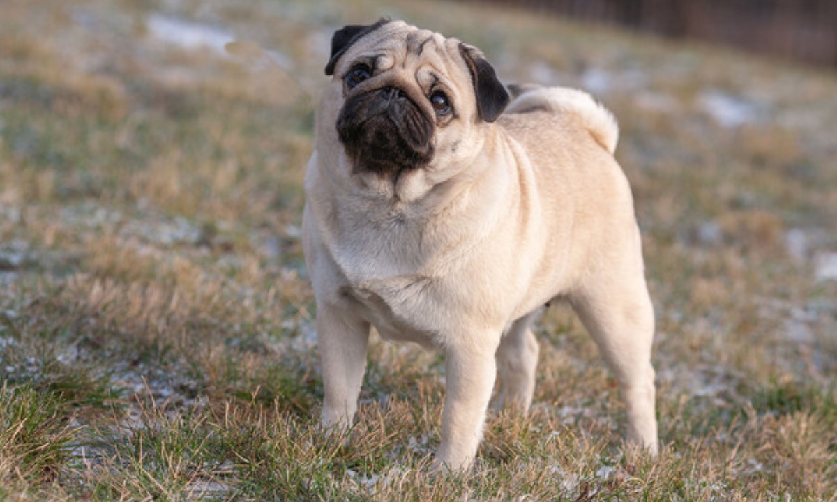 Какие собаки сильнее других страдают от теплового удара
