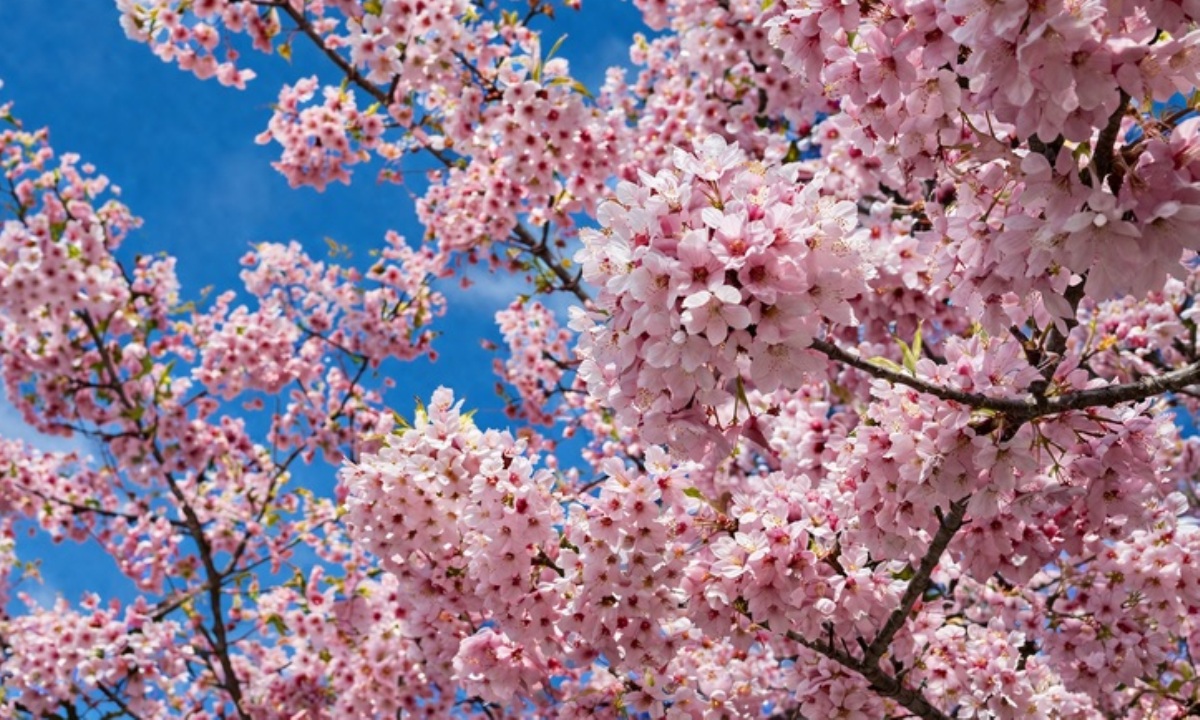 Почему вишня цветет до появления листвы, а яблоня после?