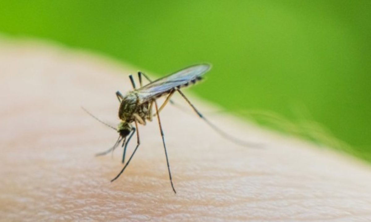 Почему комары одних кусают чаще, других — реже?