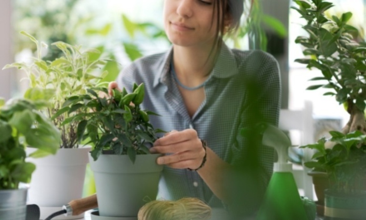 Что может навредить комнатным растениям