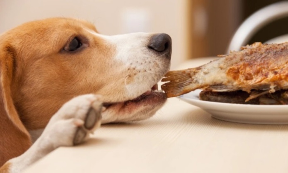 Почему собака может игнорировать команды