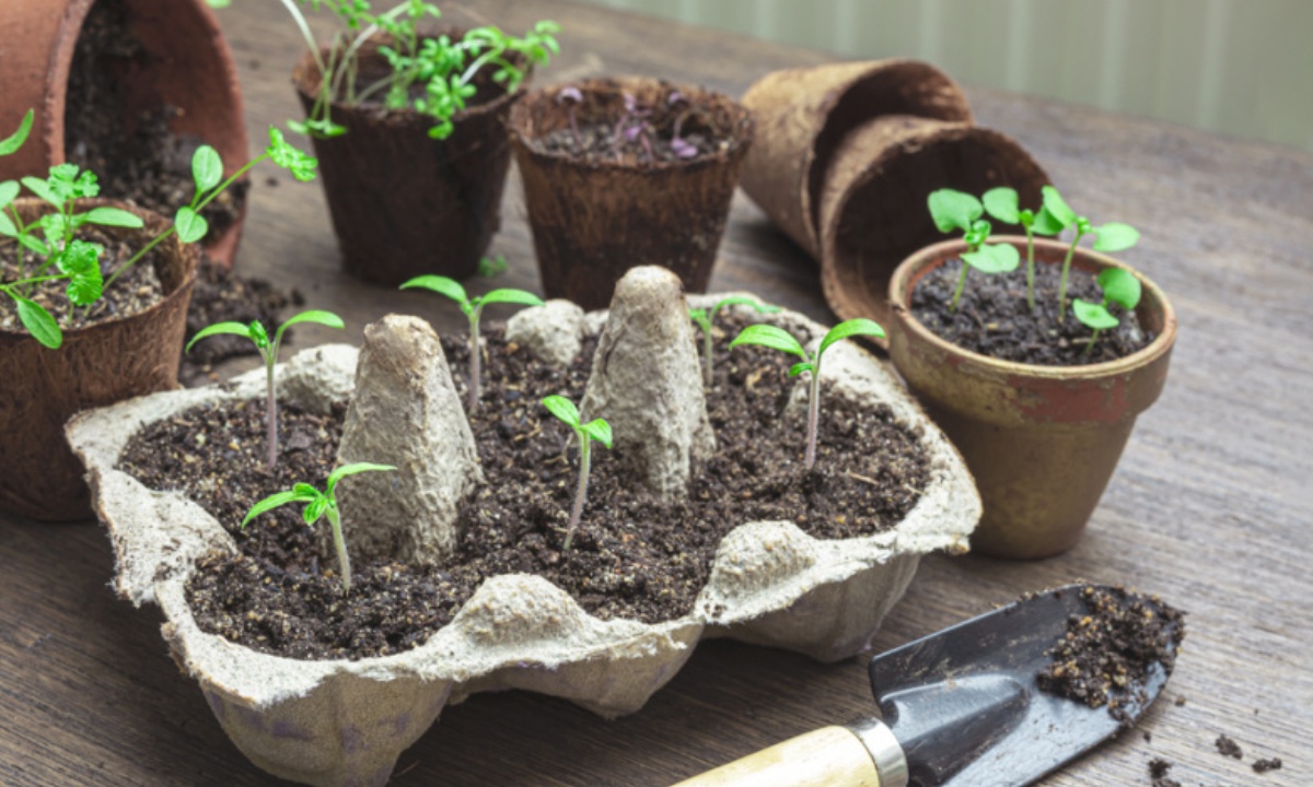 Какую культуру можно высаживать в апреле