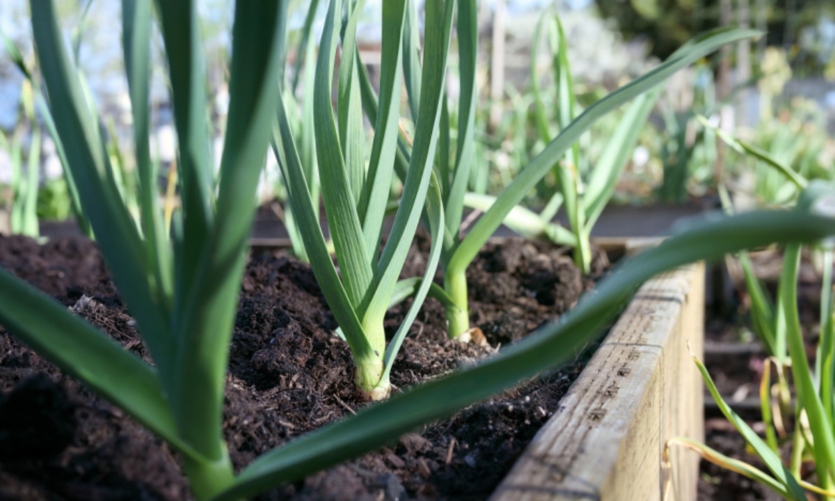 Садовод успокоил дачников на фоне заморозков