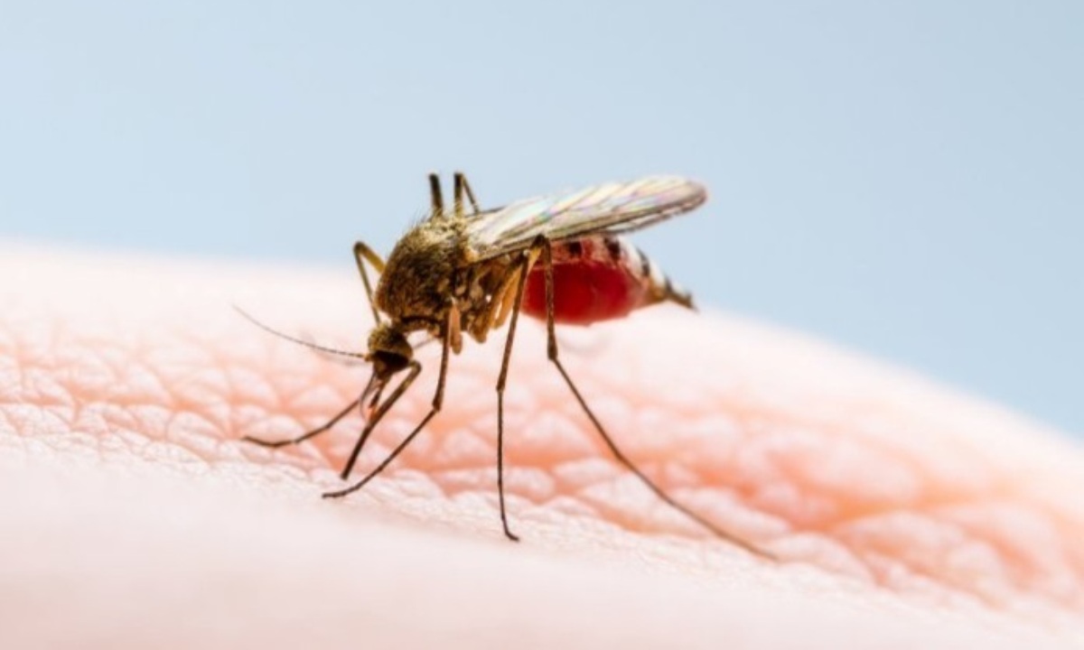 Какой комариный укус опасен?