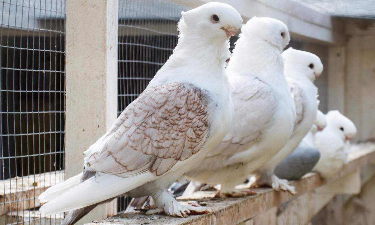 Голубь-рекордсмен прожил 44 года — история необычной дружбы в США