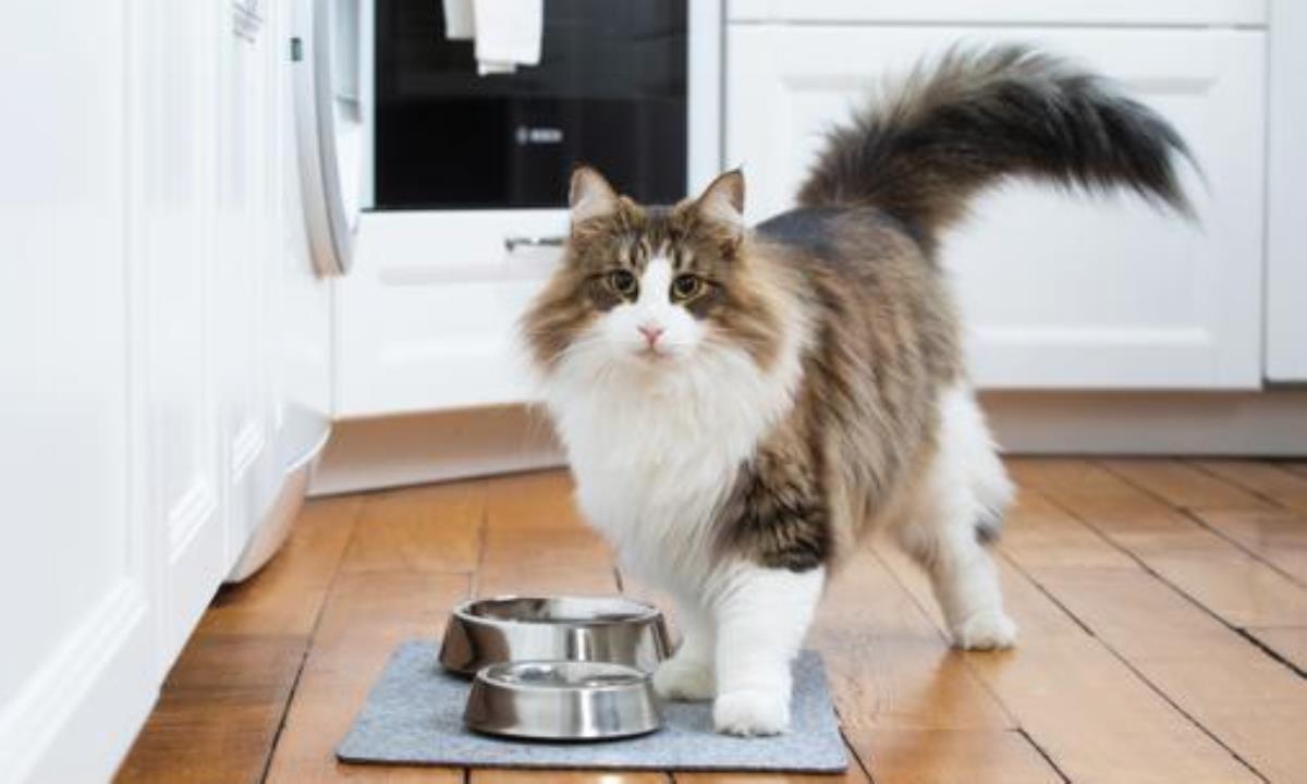 Почему кошка не доедает корм — ученые нашли неожиданную причину
