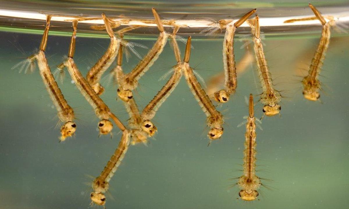 Комары перестанут кусать — найден неожиданный способ защиты без ядов