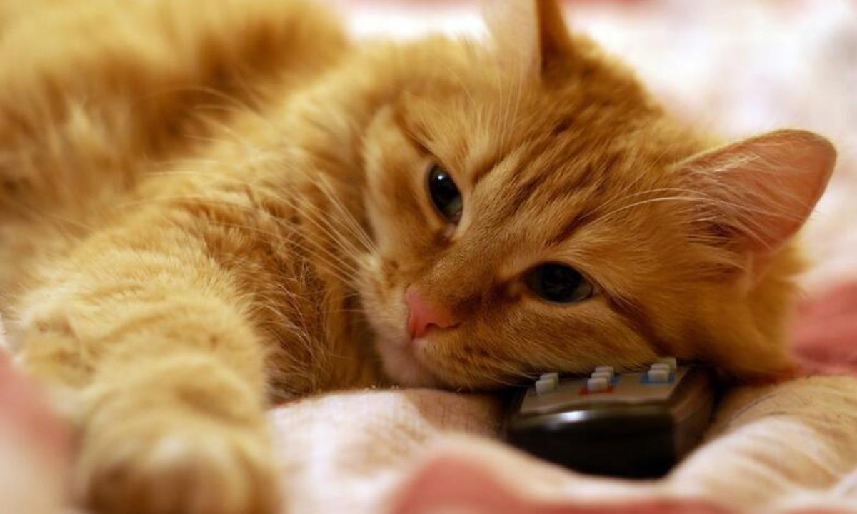 Телевидение для питомцев — в Китае запустили канал для кошек и собак