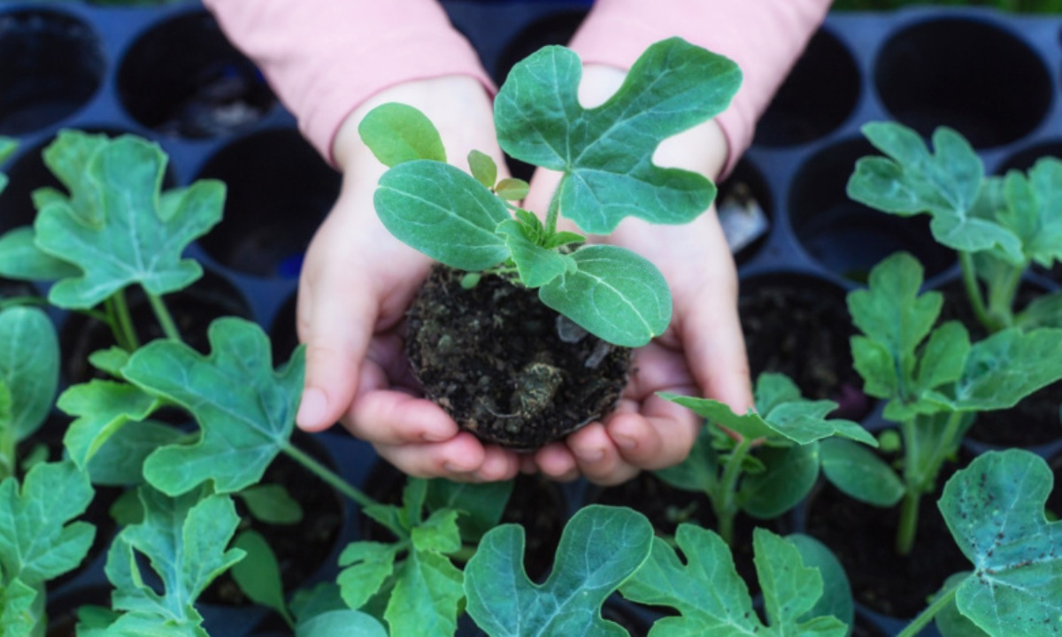 Как правильно высадить рассаду в апреле