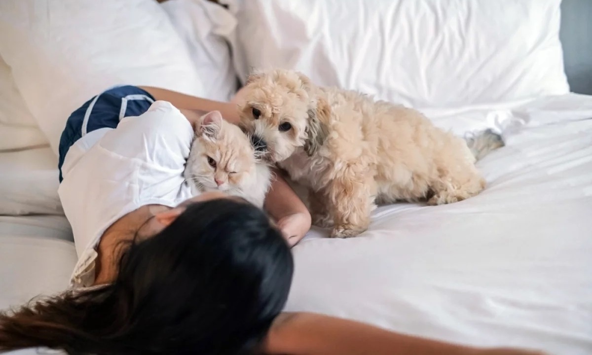 Пускать ли в кровать котов и собак