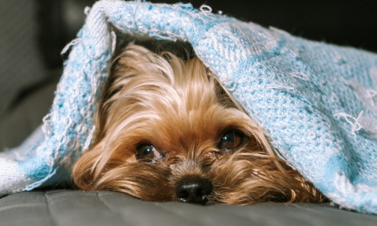 Почему собаки так любят лежать на вещах хозяев