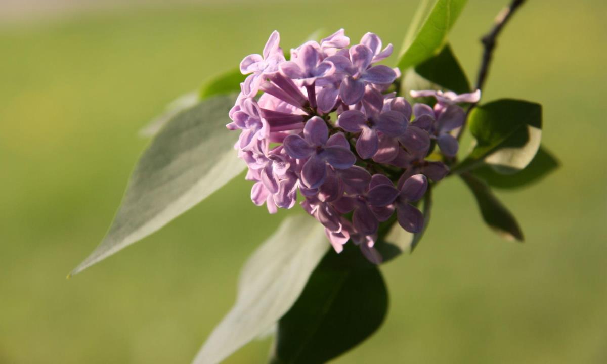 За сорванную сирень можно заплатить сотни тысяч — что важно знать горожанам