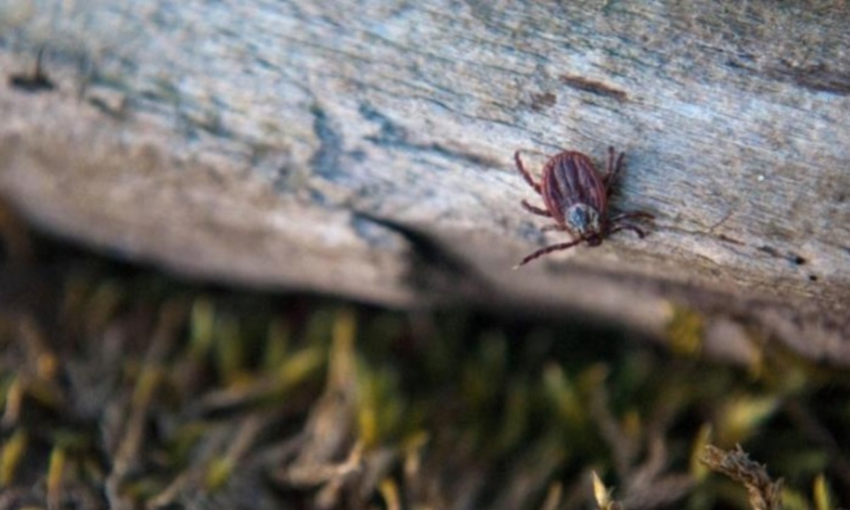 Четыре причины обратиться к врачу после укуса клеща