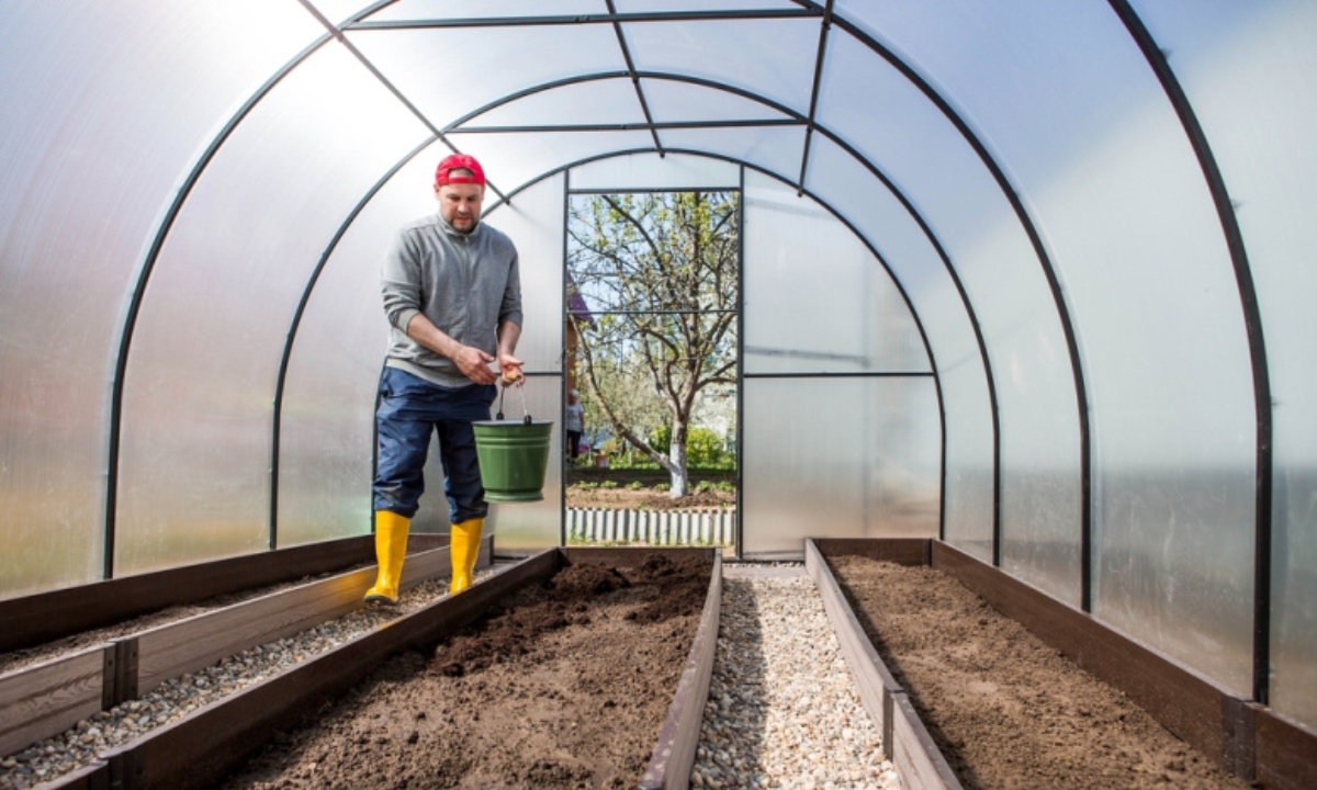 Муравьи способны повысить плодородность садового участка