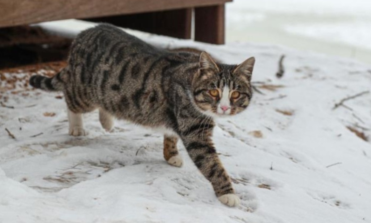 Какие инфекции чаще всего вызывают пневмонию у кошек и собак